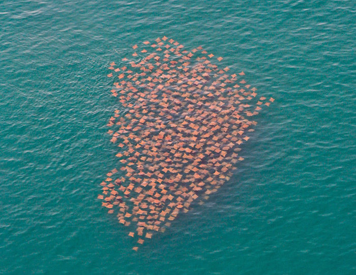 Worldwide Fish Migration