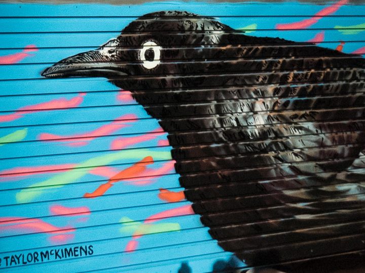 The Audubon Mural Project: Street Art in Harlem Highlighting Endangered Bird Species