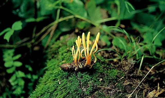 Cordyceps Sinensis Mushroom: A Miracle Food
