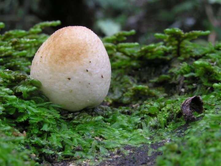 Egg Mushroom
